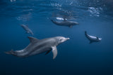 Dolphin gang Poster och Canvastavla