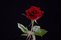 red rose Poster och Canvastavla