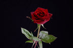 red rose Poster och Canvastavla