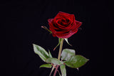 red rose Poster och Canvastavla