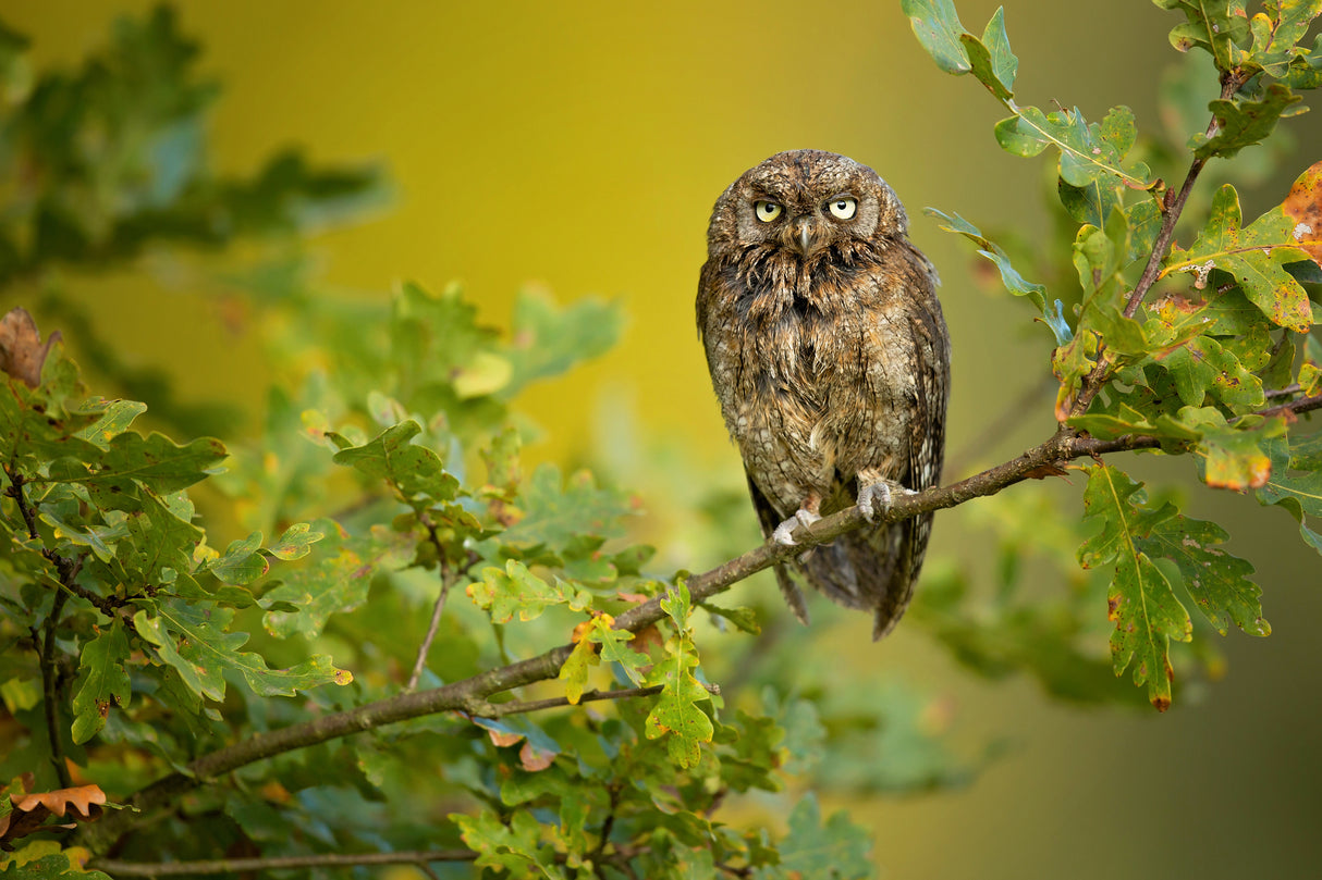 Eurasian Scops Owl Poster och Canvastavla