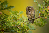 Eurasian Scops Owl Poster och Canvastavla