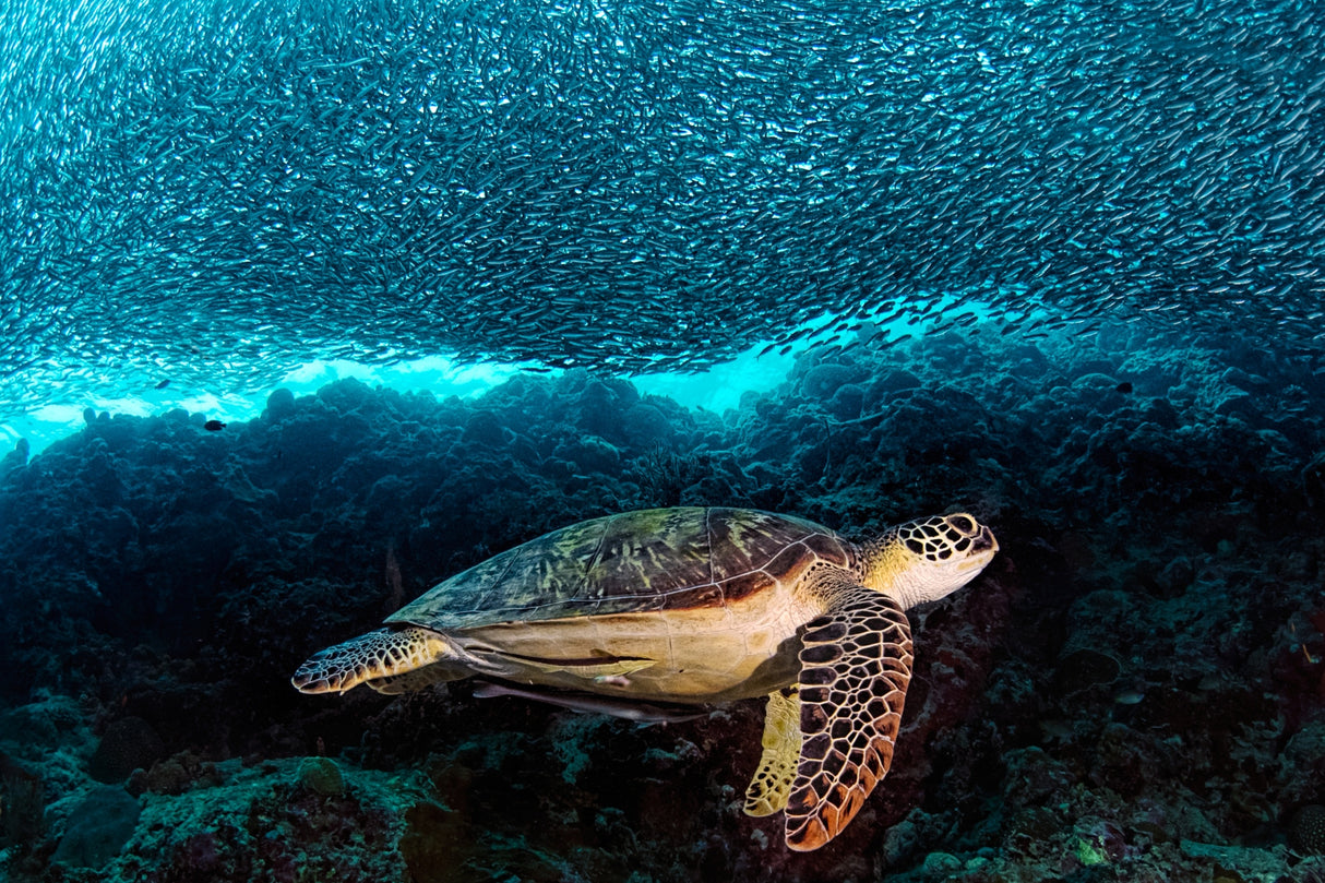 Turtle and Sardines Poster och Canvastavla