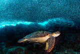 Turtle and Sardines Poster och Canvastavla