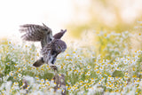 Landing at sunset Poster och Canvastavla