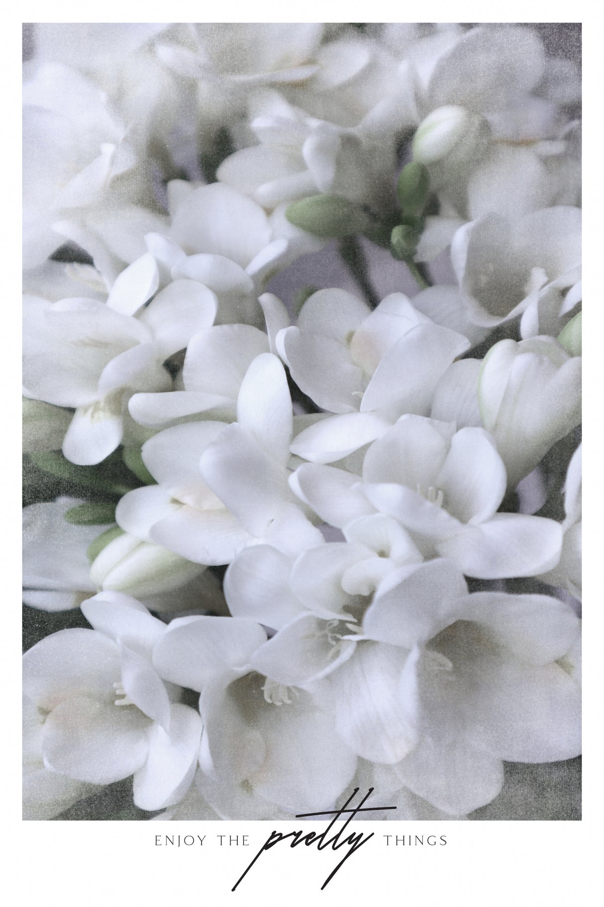 Distressed freesias III Poster och Canvastavla