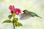 Hummingbird Delight Poster och Canvastavla
