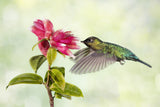 Hummingbird Delight Poster och Canvastavla