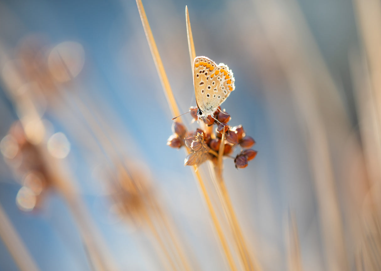 Blue around fragile wings Poster och Canvastavla