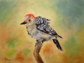 Pretty Woodpecker Poster och Canvastavla