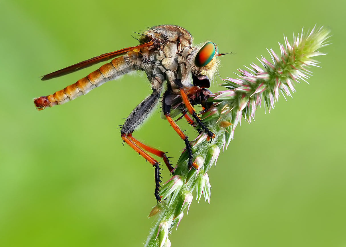 Wildlife Poster och Canvastavla
