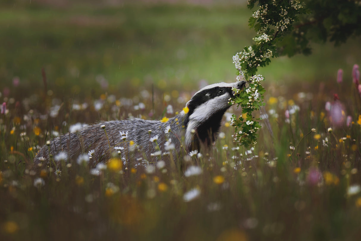 Curious badger Poster och Canvastavla