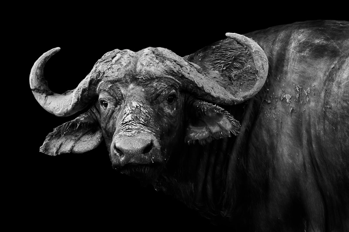 Dark Buffalo Poster och Canvastavla