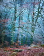 Into the Mystic #2 Poster och Canvastavla