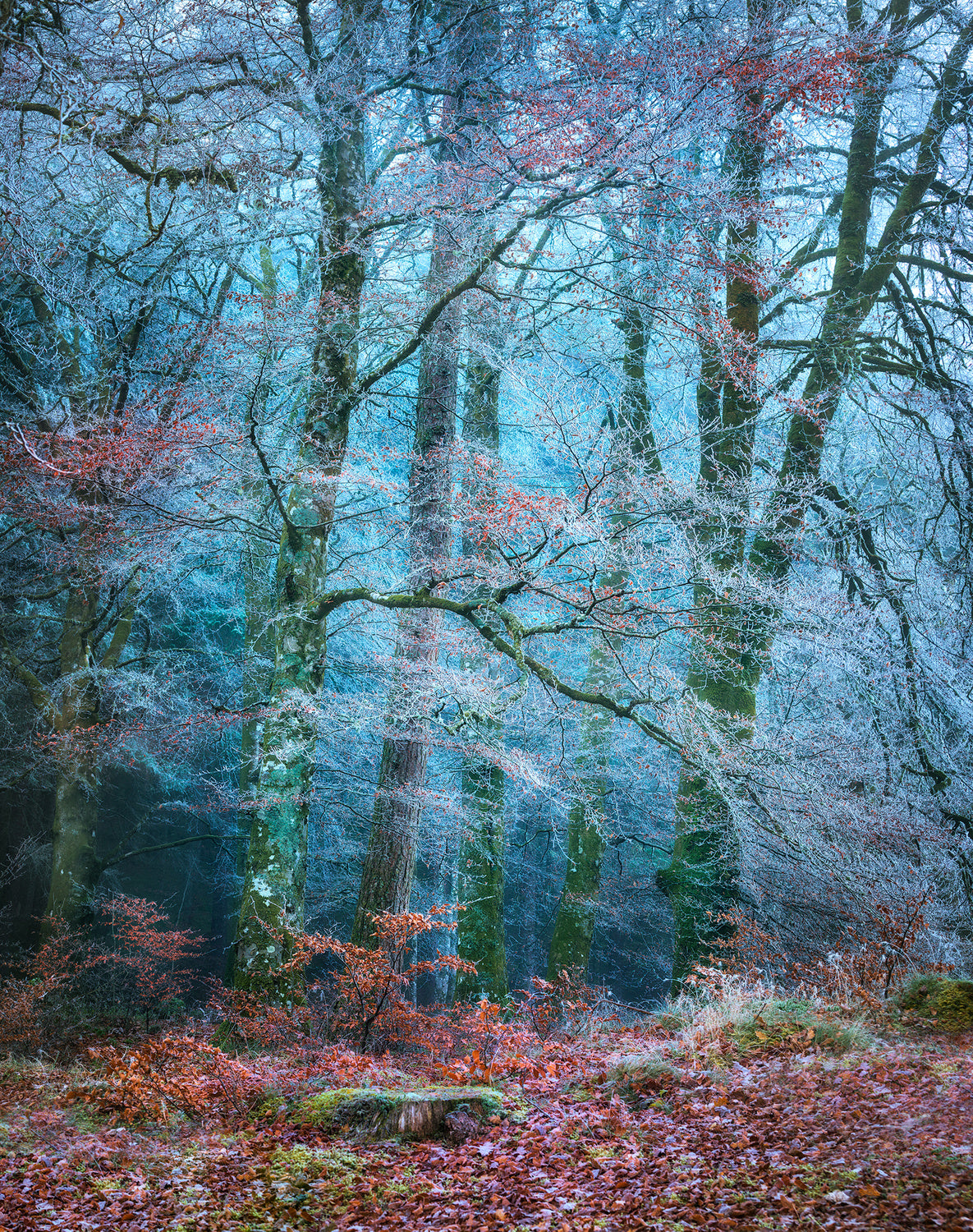 Into the Mystic #2 Poster och Canvastavla