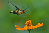 Fly Poster och Canvastavla
