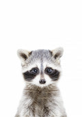 Baby Racoon Poster och Canvastavla