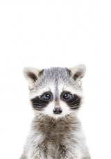 Baby Racoon Poster och Canvastavla
