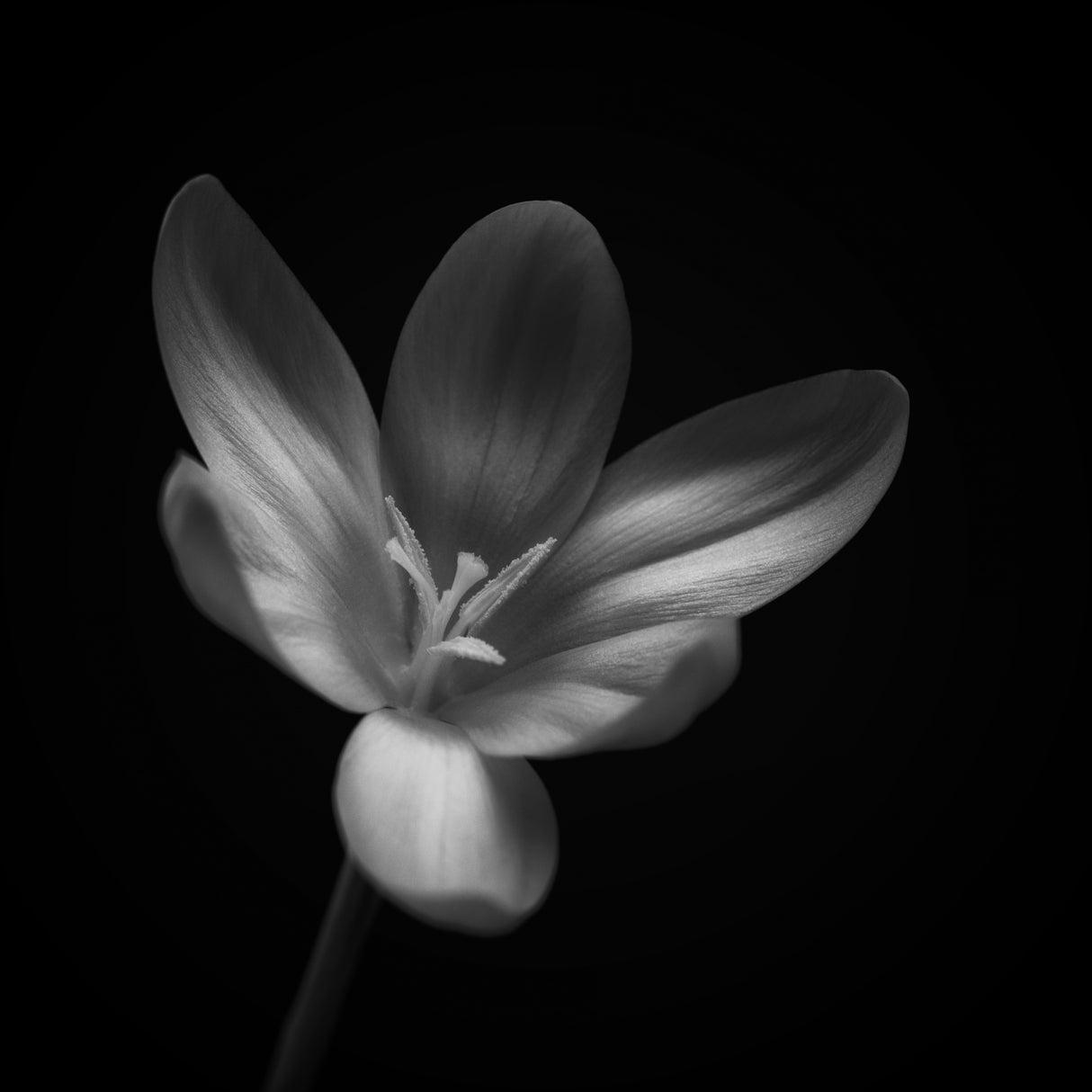 Crocus Poster och Canvastavla