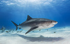 Notch - the Tiger Shark Poster och Canvastavla