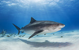 Notch - the Tiger Shark Poster och Canvastavla