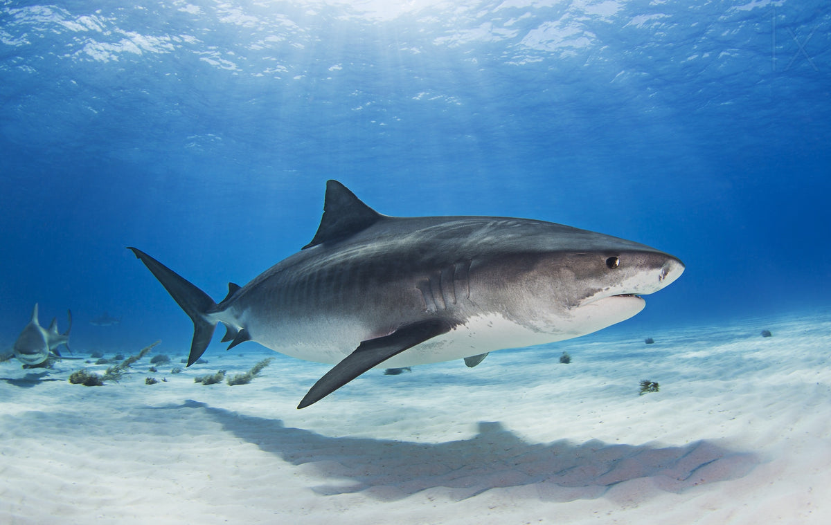 Notch - the Tiger Shark Poster och Canvastavla