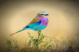 Feathered Rainbows Poster och Canvastavla