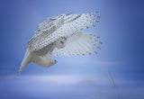 Landing....... Poster och Canvastavla