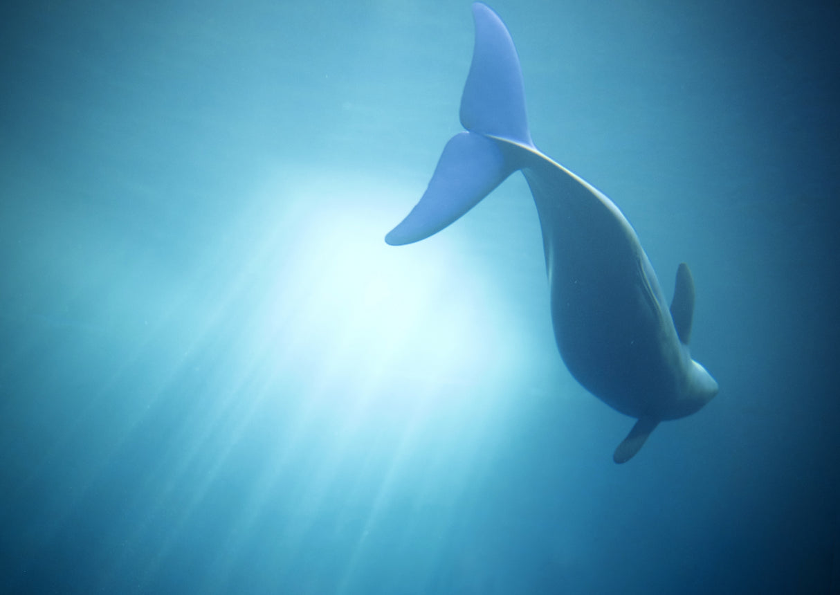 Velure Moana Poster och Canvastavla