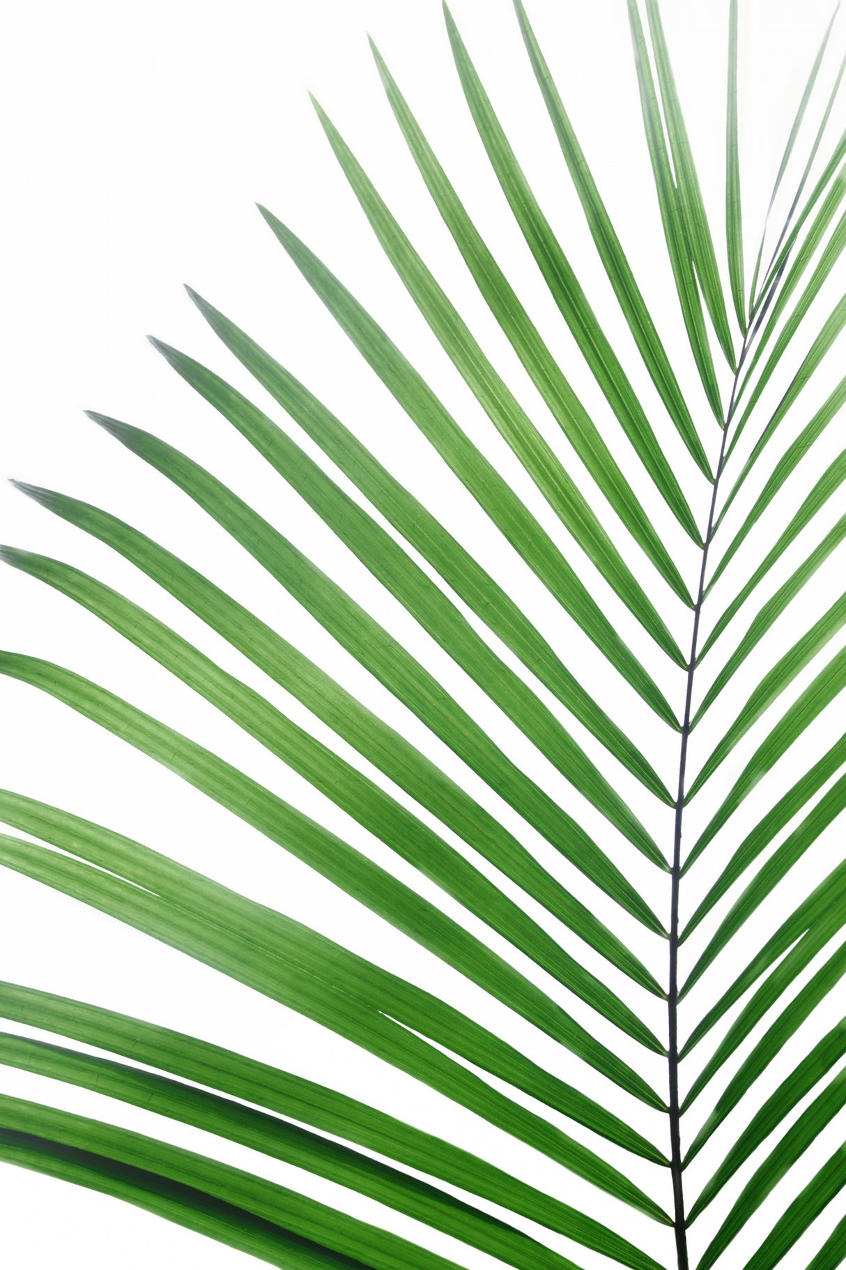 Green Palm Leaf Poster och Canvastavla
