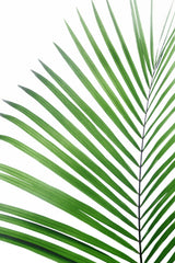 Green Palm Leaf Poster och Canvastavla