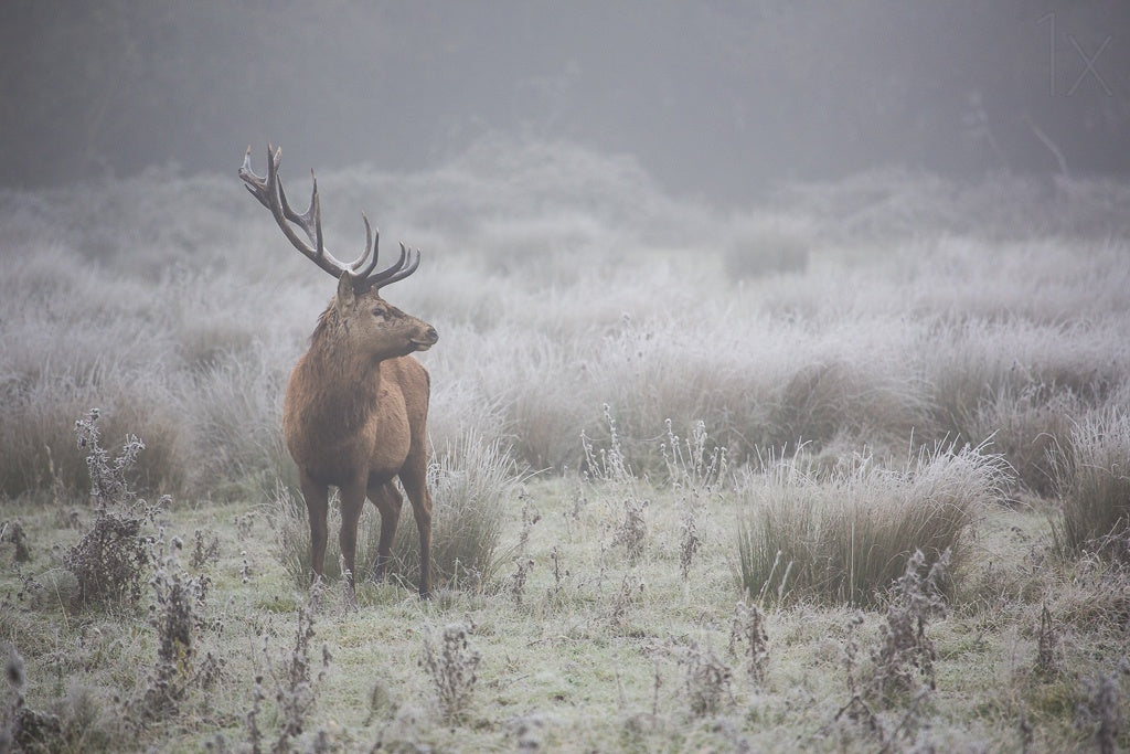 Prideful. deer . Poster och Canvastavla