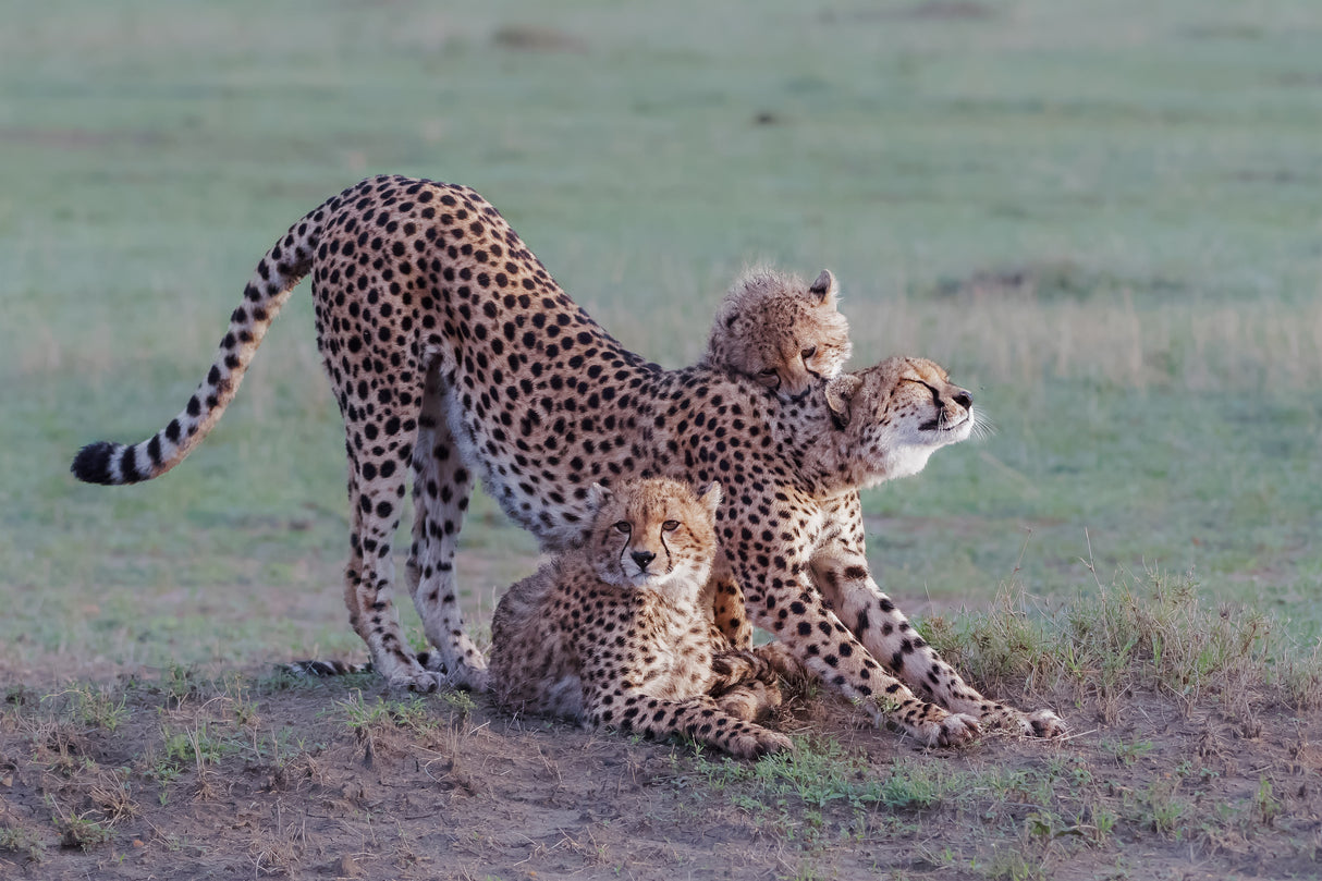Cheetah family Poster och Canvastavla