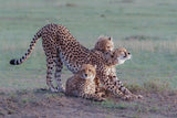 Cheetah family Poster och Canvastavla