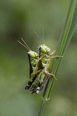 love bugs Poster och Canvastavla