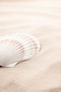 Shell_3 Poster och Canvastavla