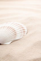 Shell_3 Poster och Canvastavla