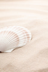 Shell_3 Poster och Canvastavla