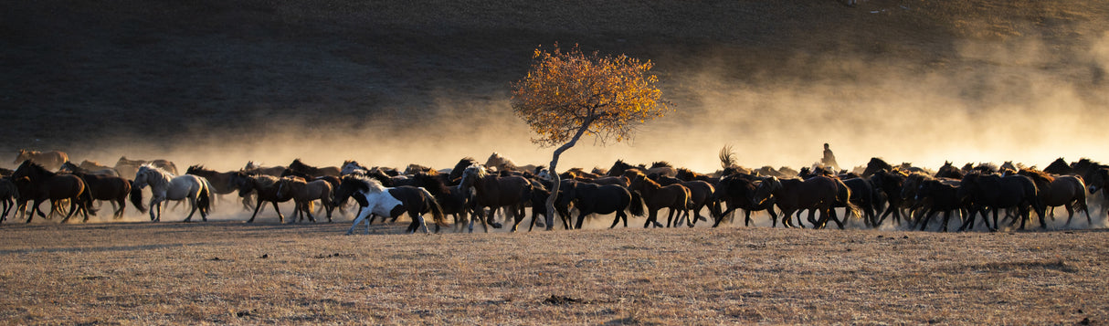 Horses returning from grazing Poster och Canvastavla