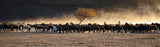 Horses returning from grazing Poster och Canvastavla