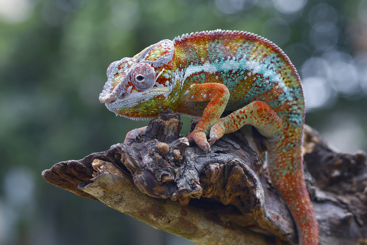 Chameleon panther on a tree Poster och Canvastavla