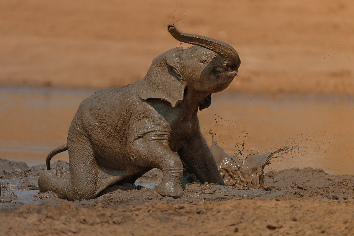 Elephant Calf enjoying the Mud Bath Poster och Canvastavla