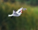 "Fly-Fishing" Poster och Canvastavla