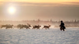 Reindeer hunter Poster och Canvastavla