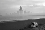 The cat in morning mood Poster och Canvastavla