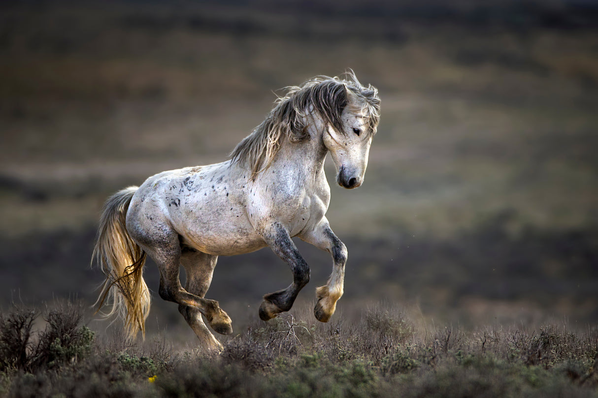 Mustang, Wild Horse / Equus ferus caballus Poster och Canvastavla
