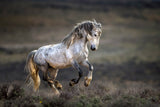 Mustang, Wild Horse / Equus ferus caballus Poster och Canvastavla