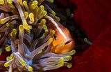 Skunk clownfish Poster och Canvastavla