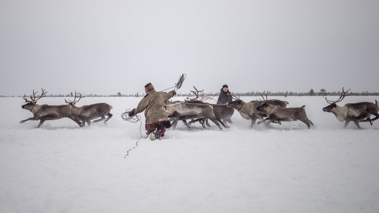 Jigori hunts reindeer I Poster och Canvastavla