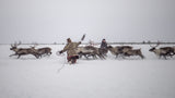 Jigori hunts reindeer I Poster och Canvastavla